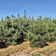 Pinus sylvestris 225-250 cm draadkluit