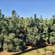 Pinus sylvestris 200-225 cm draadkluit