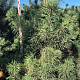 Pinus sylvestris 200-225 cm draadkluit