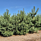 Pinus sylvestris 225-250 cm draadkluit extra