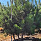 Pinus nigra nigra 200-250 cm draadkluit meerstammig 160-180 cm diameter