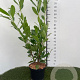 Prunus l. 'Caucasica' 80-100 cm 4,0L