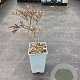 Sambucus nigra Black Lace GM C1.5
