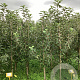 Malus d. 'Elstar' 150-175 cm wortelgoed