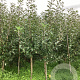 Malus d. 'James Grieve' 175-200 cm wortelgoed
