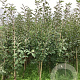 Malus d. 'James Grieve' 200-250 cm wortelgoed