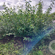 Elaeagnus multiflora 100-150 cm wortelgoed