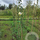 Pyrus c. 'Gieser Wildeman' 125-150 cm wortelgoed