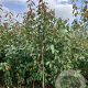 Prunus a. 'Regina' 200-250 cm wortelgoed