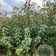Prunus a. 'Regina' 175-200 cm wortelgoed