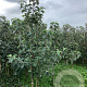 Malus d. 'Bramley's Seedling' 175-200 cm wortelgoed