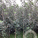 Malus d. 'Cox's Orange Pippin' 200-250 cm wortelgoed