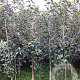 Malus d. 'Cox's Orange Pippin' 175-200 cm wortelgoed