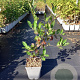 Aronia melanocarpa GM C3