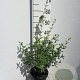 Osmanthus burkwoodii 50-60 cm 3,0L