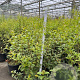 Osmanthus burkwoodii 50-60 cm 3,0L