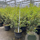 Osmanthus burkwoodii 50-60 cm 3,0L