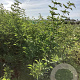 Sambucus nigra 'Haschberg' 125-150 cm wortelgoed