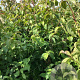 Cornus kousa 60-80 cm wortelgoed