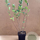 Aronia prunifolia 'Viking' 40-50 cm 3,0L