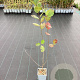 Aronia prunifolia 'Viking' GM C1.5