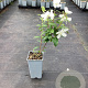 Philadelphus 'Snowbelle' GM C1.5