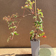 Parthenocissus henryana 50-60 cm C1.5