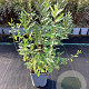 Myrica gale 50-60 cm 3,0L
