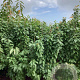 Prunus a. 'Van' 200-250 cm wortelgoed