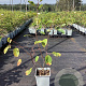 Amelanchier 'Prince William' 30-40 cm C1.5