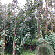 Prunus a. 'Varikse Zwarte' 200-250 cm wortelgoed