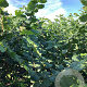Corylus 'Tonda Romana' 80-100 cm wortelgoed