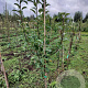 Pyrus c. 'Winterrietpeer' 150-175 cm wortelgoed