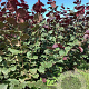 Corylus 'Rode Zellernoot' 100-125 cm wortelgoed