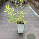 Vaccinium c. 'Bluecrop' GM C1.5