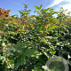 Mahonia aquifolium 60-80 cm wortelgoed