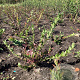 Vaccinium c. 'Chandler' 40-60 cm wortelgoed