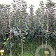 Malus d. 'Ecolette' 175-200 cm wortelgoed