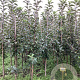 Malus d. 'Ecolette' 150-175 cm wortelgoed
