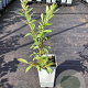 Vaccinium 'Pink Lemonade' 30-40 cm P15