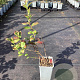 Vaccinium c. 'Duke' 20-40 cm C1.5