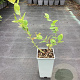 Vaccinium c. 'Duke' GM C1.5