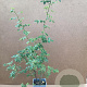 Rosa corymbifera 60-80 cm P15