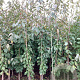 Prunus a. 'Stella' 200-250 cm wortelgoed