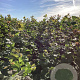 Corylus 'Webb's Prize Cob' 100-125 cm wortelgoed