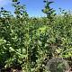 Ribes u.-c. 'Captivator' 60-80 cm wortelgoed 3-4 tak