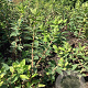 Lonicera c. 'Borealis' 40-60 cm wortelgoed