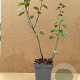 Amelanchier aln. 'Smoky' 60-80 cm 5,0L