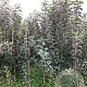Malus d. 'Lombarts Calville' 175-200 cm wortelgoed