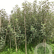 Malus d. 'Melrose' 175-200 cm wortelgoed